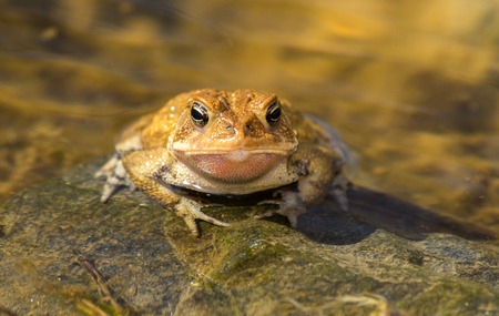 Eastern American Toad Anaxyrus americanus resting on a rock in woodland in Maryland during the Springの写真素材
