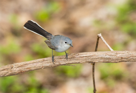 Blue-gray Gnatcatcher Polioptila caerulea perching on a twig in Maryland during the Springの写真素材
