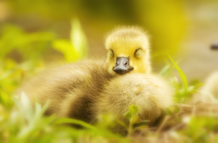 Canada Goose gosling (Branta canadensis) resting in grassland in Maryland during the Springの写真素材