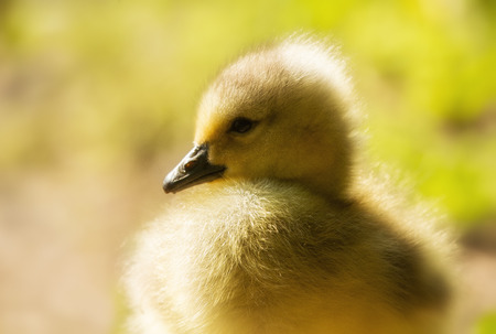 Canada Goose gosling (Branta canadensis) closeupの写真素材