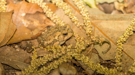 Very young Fowlers Toad  Anaxyrus fowleri  resting in woodland during the Springの写真素材