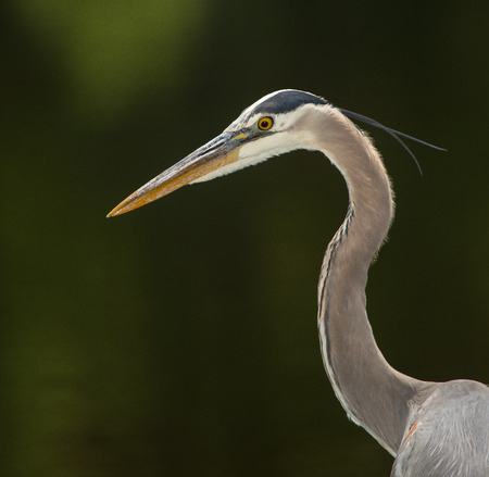 Detailed face of a Great Blue Heron  Ardea herodias  hunting in a lake during the Springの写真素材