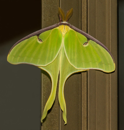 Male Luna Moth Actias luna perching on a window frame in Maryland during the Springの写真素材