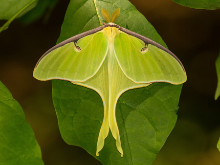 Male Luna Moth Actias luna perching on a leaf in Maryland during the Springの写真素材