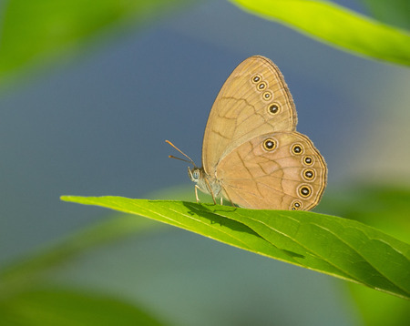 Appalachian Brown butterfly Satyrodes appalachia perching on a leaf in Maryland during the Springの写真素材