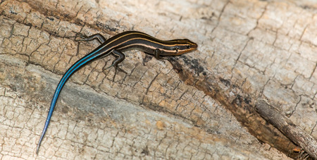 Juvenile American Five-lined Skink Plestiodon fasciatus basking on a log during the Spring