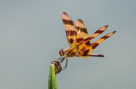 Halloween Pennant dragonfly Celithemis eponina perching on a wild grass stem in Maryland during the Summerの写真素材
