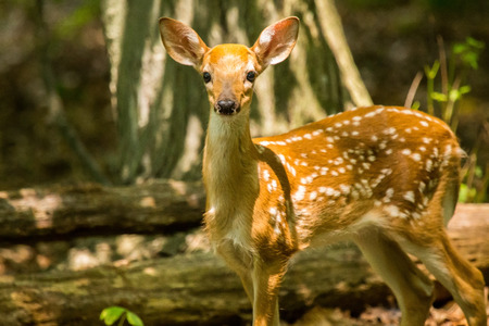 White-tailed Deer fawn Odocoileus virginianus standing in shady woodland in Maryland during the...