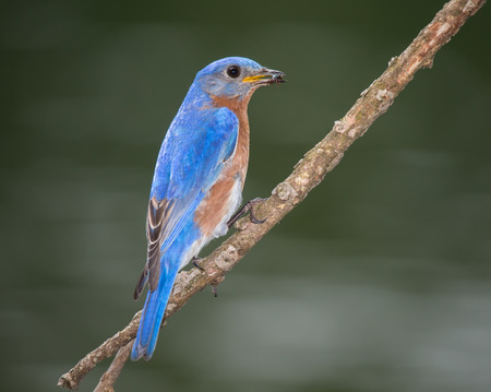 Eastern Bluebird Sialia sialis perching on a branch in Maryland during the Springの写真素材