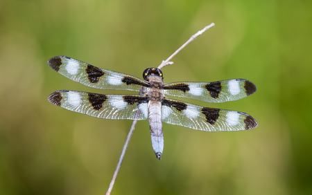 Twelve-spotted Skimmer dragonfly Libellula pulchella resting on a twig during the Summerの写真素材