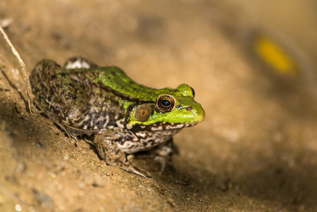 Northern Green Frog Lithobates clamitans melanota sitting on a stream bed in Maryland during the Springの写真素材