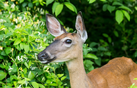 White-tailed Deer doe Odocoileus virginianus standing in shady woodland in Maryland during the Summerの写真素材