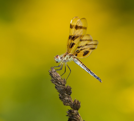 Halloween Pennant dragonfly Celithemis eponina perching on a wild grass stem in Maryland during the Summerの写真素材