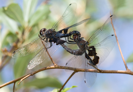 Black Saddlebags dragonflies Tramea lacerata in wheel formation during copulation during the Summer