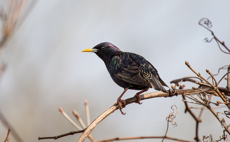 European Starling Sturnus vulgaris perching on a twig in Maryland during the Springの写真素材