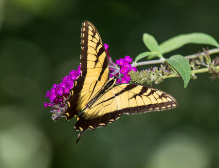 Eastern Tiger Swallowtail butterfly Papilio glaucus feeding on Butterfly Bush in Maryland during the Summerの写真素材