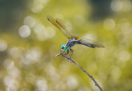 Blue Dasher dragonfly (Pachydiplax longipennis) resting on a twig in Maryland during the Summerの写真素材