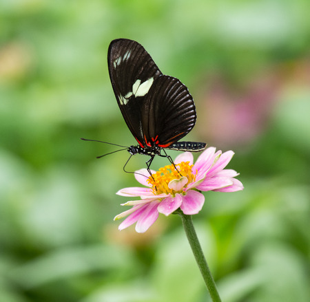 Doris Longwing butterfly Heliconius doris feeding on a pink flower