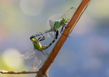 Eastern Pondhawk dragonflies Erythemis simplicicollis in wheel formation during copulationの写真素材