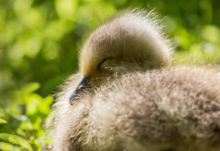Canada Goose gosling Branta canadensis sleeping in grassland in Maryland during the Springの写真素材