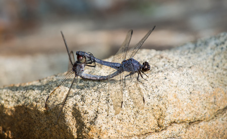 Slaty Skimmer dragonflies Libellula incesta in wheel formation during copulation during the Summer