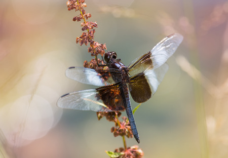 Widow Skimmer dragonfly Libellula luctuosa resting on a wildflower stem in Maryland during the...