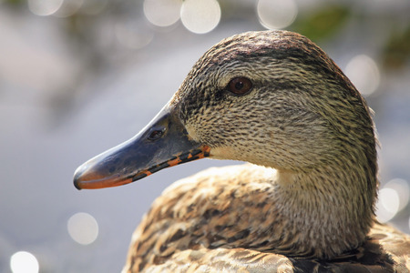 Mallard duck Anas platyrhynchos resting by a lake in Maryland with Autumn color themeの写真素材