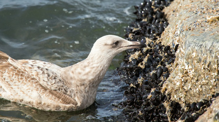 Herring Gull Larus argentatus feeding on Mussels in the Atlantic Ocean during the Winterの写真素材