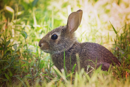 Young Eastern Cottontail rabbit Sylvilagus floridanus sitting in vegetation in Maryland during the Summerの写真素材