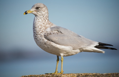 Ring-billed Gull Larus delawarensis standing by the Choptank River during the Winter