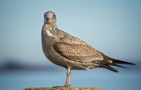 Herring Gull (Larus argentatus) juvenile standingの写真素材