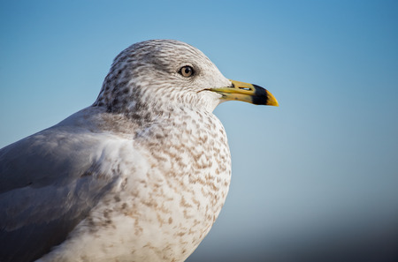Ring-billed Gull Larus delawarensis portrait taken by the Choptank River during the Winter