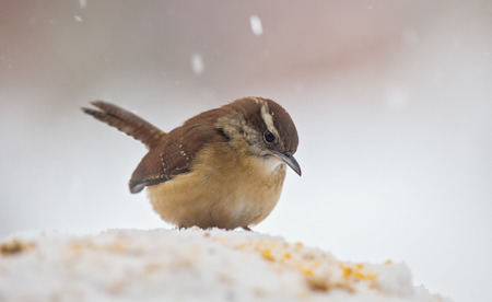 Carolina Wren Thryothorus ludovicianus sitting in the snow in Maryland during the Winterの写真素材