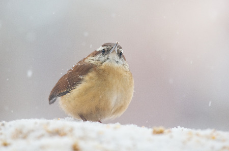 Carolina Wren Thryothorus ludovicianus sitting in the snow in Maryland during the Winterの写真素材