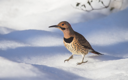 Northern Flicker woodpecker Colaptes auratus standing in the snow in Maryland during the Winterの写真素材