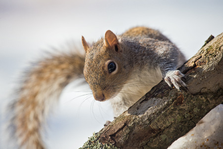 Eastern Gray Squirrel Sciurus carolinensis climbing on a tree trunk in woodland during the Winter