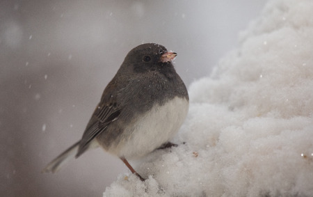 Dark-eyed Junco bird Junco hyemalis perching on a branch during a snowstorm in the Winterの写真素材