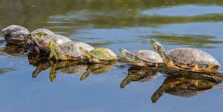 Red-eared Sliders Trachemys scripta elegans and Painted Turtles Chrysemys picta basking on a log during the Springの写真素材
