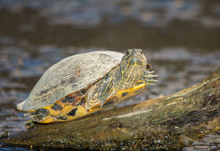 Red-eared Slider pond turtle Trachemys scripta elegans basking on a log in Maryland during the...
