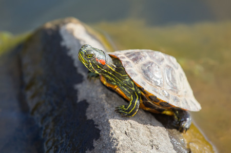 Red-eared Slider pond turtle Trachemys scripta elegans basking on a rock during the Springの写真素材