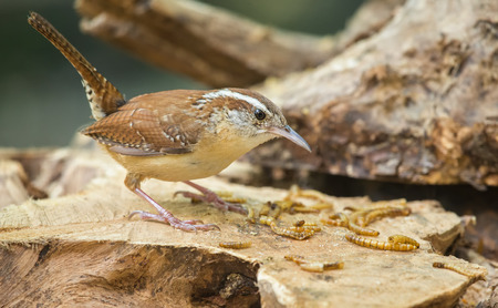 Carolina Wren Thryothorus ludovicianus perching on a log and eating worms during the Springの写真素材