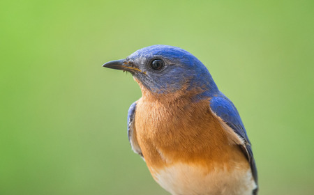 Eastern Bluebird Sialia sialis portrait taken in Maryland during the Springの写真素材