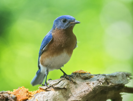 Eastern Bluebird Sialia sialis perching on a branch in Maryland during the Springの写真素材