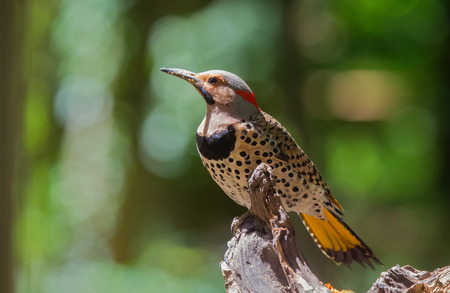 Northern Flicker woodpecker Colaptes auratus perching on a tree in Maryland during the Springの写真素材