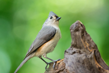Tufted Titmouse Baeolophus bicolor perching on a log during the Springの写真素材