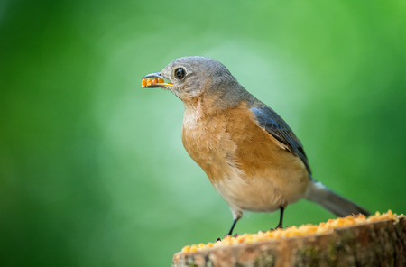 Eastern Bluebird Sialia sialis perching on a tree stump in Maryland during the Springの写真素材
