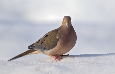 Mourning Dove Zenaida macroura standing in the snow in Maryland during the Winterの写真素材