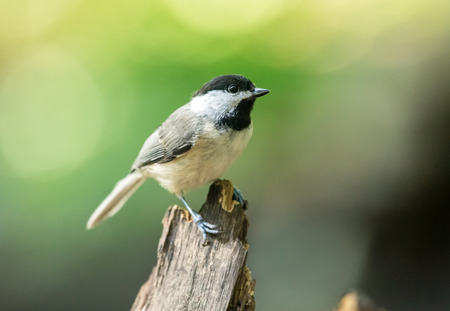 Carolina Chickadee Poecile carolinensis perching on a twig during the Springの写真素材