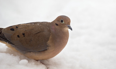 Mourning Dove Zenaida macroura resting in the snow in Maryland during the Winterの写真素材