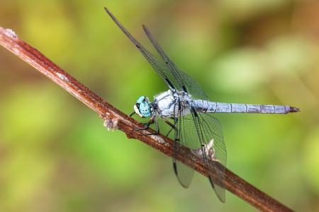 Great Blue Skimmer dragonfly Libellula vibrans perching on a twig during the Summerの写真素材